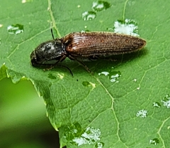 Hemicrepidius decoloratus