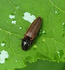 Hemicrepidius decoloratus