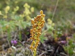 Botrychium lunaria image