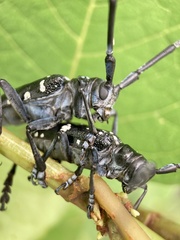 Anoplophora chinensis