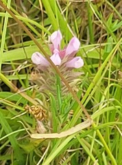 Orthocarpus bracteosus