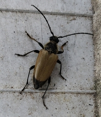 Trigonarthris subpubescens