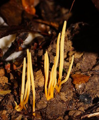 Clavaria tenuipes