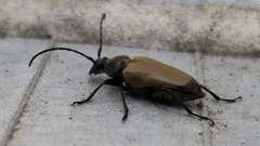 Trigonarthris subpubescens