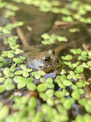 Fejervarya kawamurai
