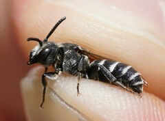 Aglaoapis tridentata