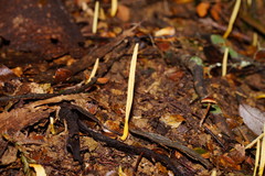 Clavaria tenuipes