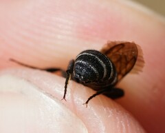 Aglaoapis tridentata