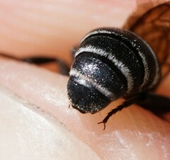 Aglaoapis tridentata