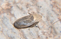 Prairiana sidana