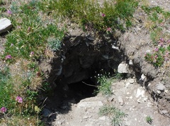 Marmota marmota