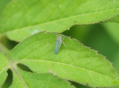 Xyphon reticulatum