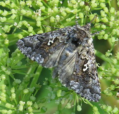 Syngrapha alias