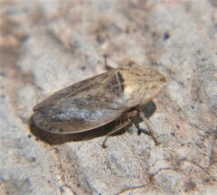 Prairiana sidana