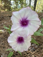 Ipomoea shumardiana