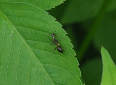 Anoplolepis gracilipes