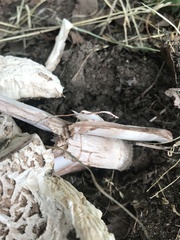 Chlorophyllum rhacodes