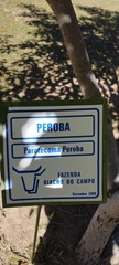 Paratecoma peroba