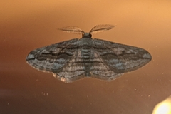 Ecleora solieraria