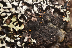Eustilbum aureum