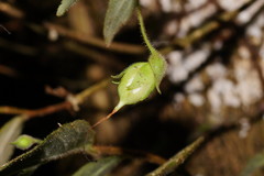 Fieldia australis
