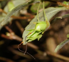 Fieldia australis