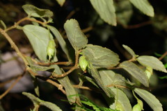 Fieldia australis