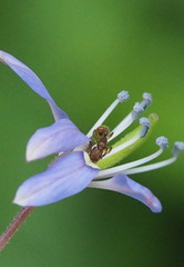 Tetramorium bicarinatum
