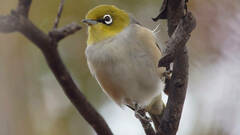 Zosterops lateralis pinarochrous