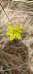 Sisyrinchium tolucense