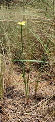 Sisyrinchium tolucense