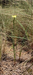 Sisyrinchium tolucense