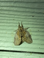Peridea basitriens