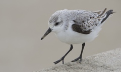 Sanderling photo 2