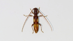 Heterachthes quadrimaculatus
