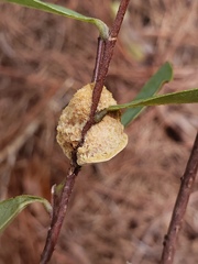 Phylloporia amplectens