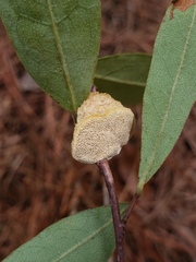 Phylloporia amplectens