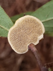 Phylloporia amplectens