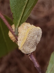 Phylloporia amplectens