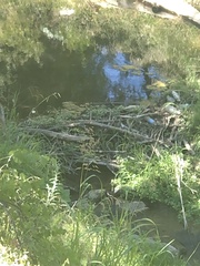Castor canadensis