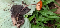 Marasmius cladophyllus