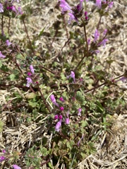 Lamium amplexicaule