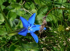 Gentiana brachyphylla