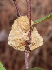 Phylloporia amplectens