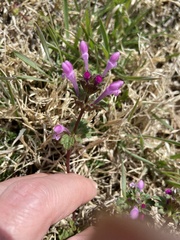 Lamium amplexicaule