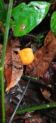 Marasmius cladophyllus
