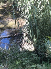 Castor canadensis