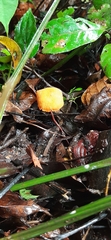 Marasmius cladophyllus