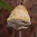 Pawpaw Polypore - Photo (c) Alex Abair, some rights reserved (CC BY-NC), uploaded by Alex Abair