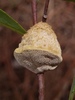 Pawpaw Polypore - Photo (c) Alex Abair, some rights reserved (CC BY), uploaded by Alex Abair